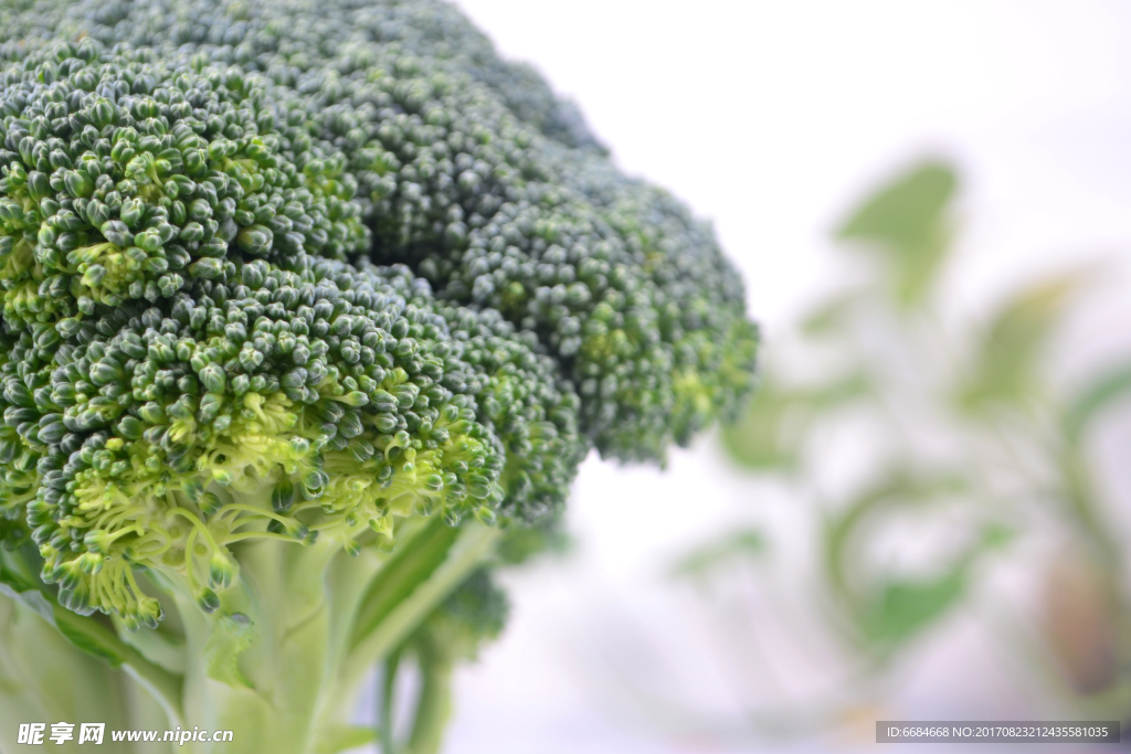 西兰花特写