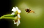 蜜蜂 采蜜
