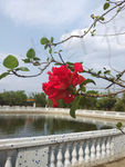 红花