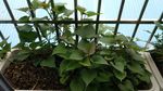 红苕叶 抗癌蔬菜
