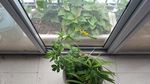 狼牙草