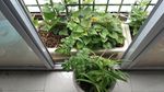 仙鹤草 生姜 红薯叶