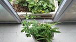 仙鹤草