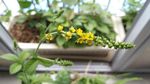仙鹤草花