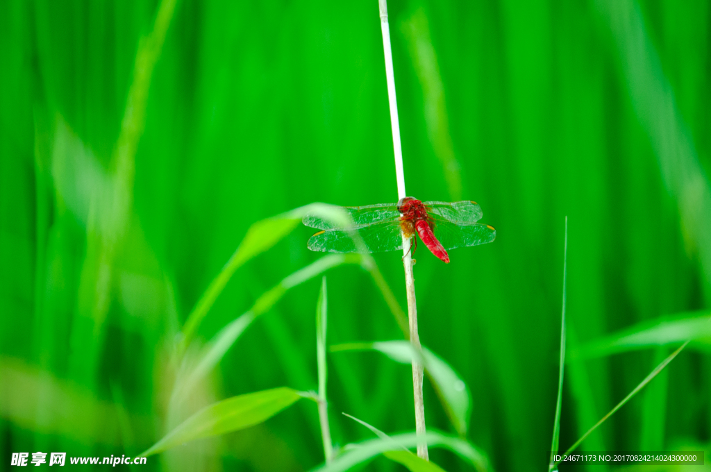 红蜻蜓