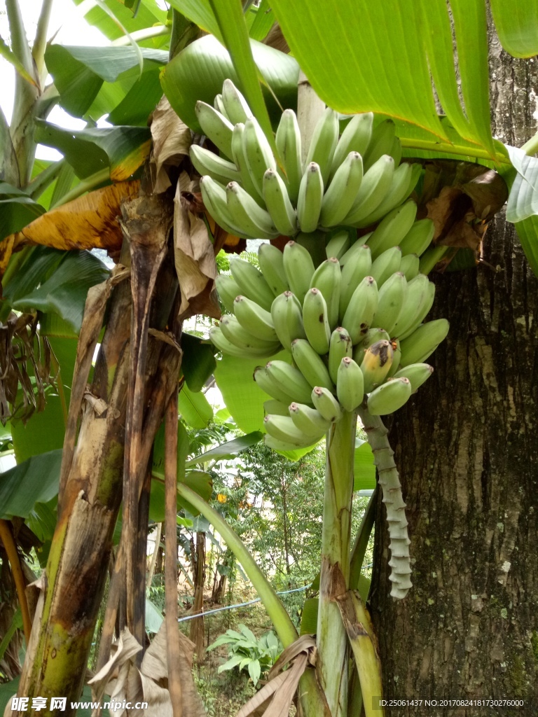 香蕉树