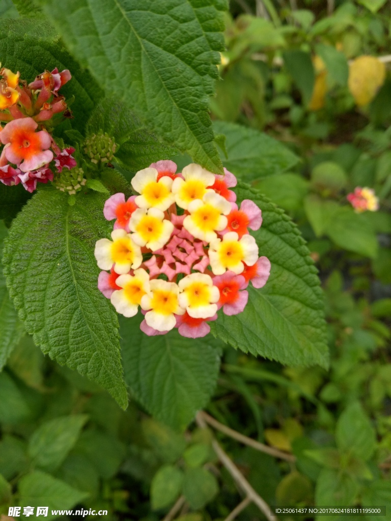 小花特写