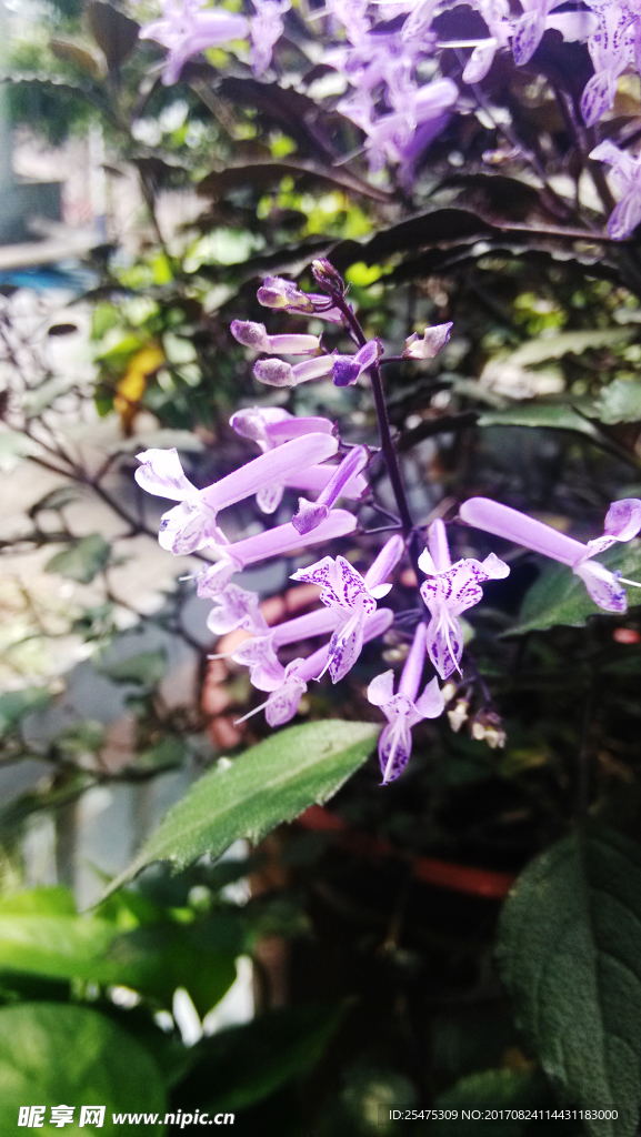 花