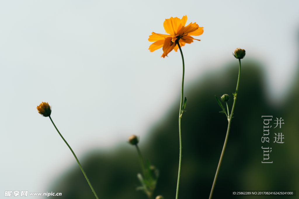 波斯菊