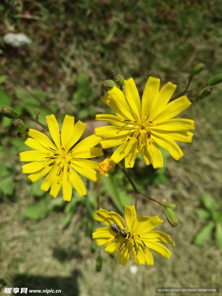 花草 野花