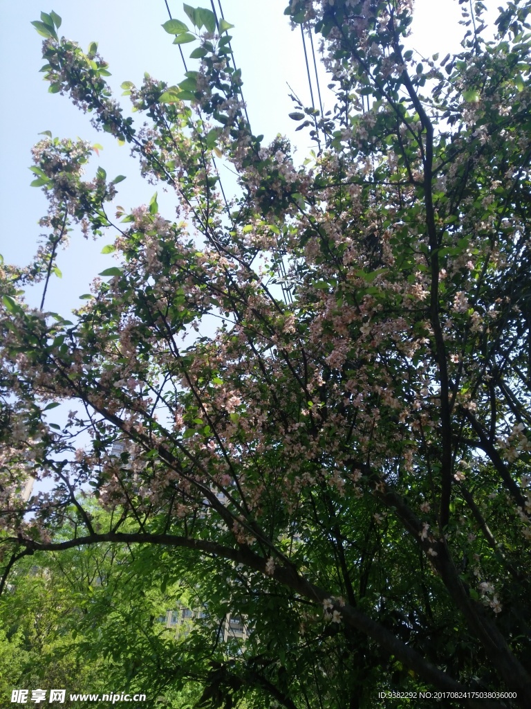 桃树
