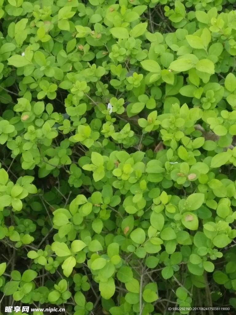 花草 树木