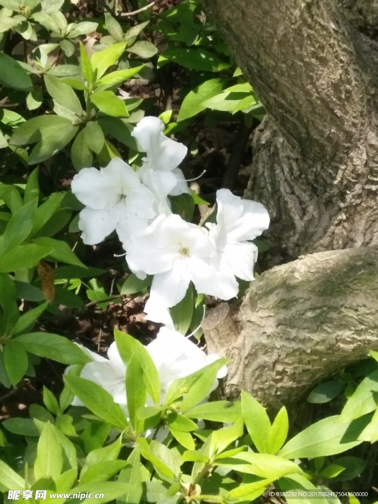 白色的花