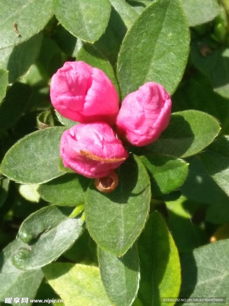 茶花