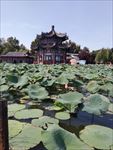 荷塘 大明湖