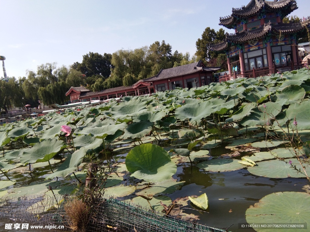 大明湖