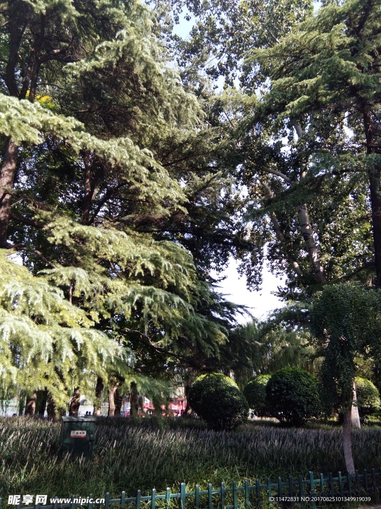 绿树