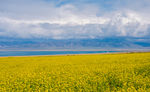 油菜花田景色