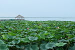 荷花    湖景