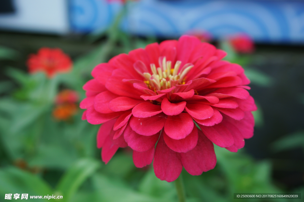 红色小丽花侧面特写