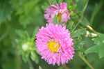翠菊