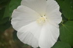 芙蓉葵