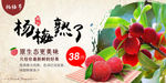 杨梅水果挂图