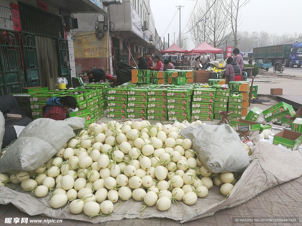 甜瓜种植基地