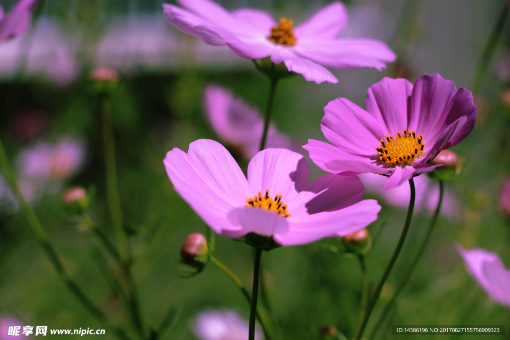 格桑花