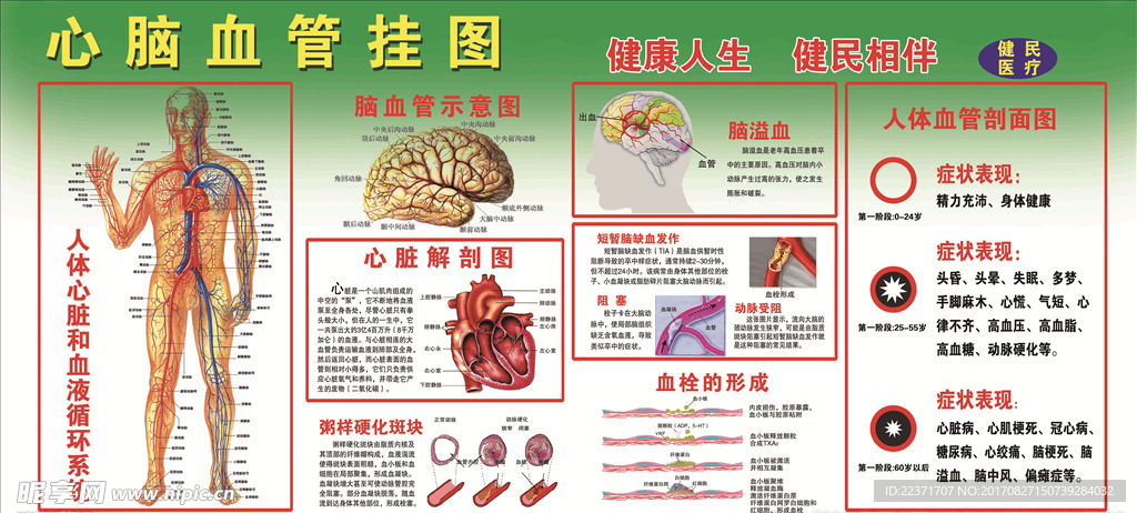 心脑血管挂图