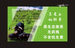 黑猪海报