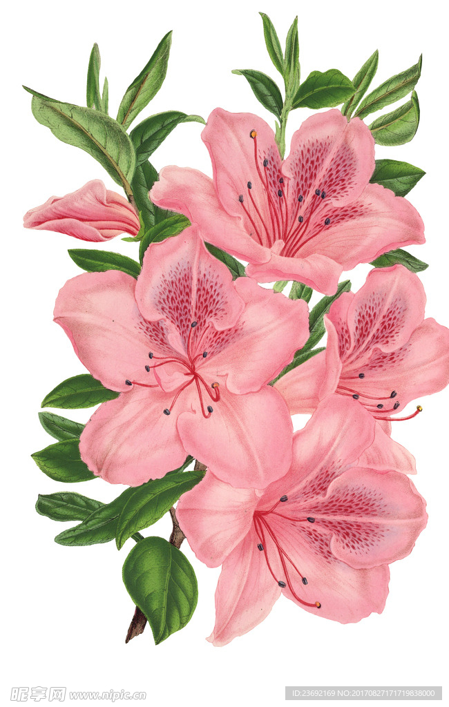 复古百合花