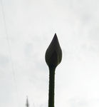 花苞