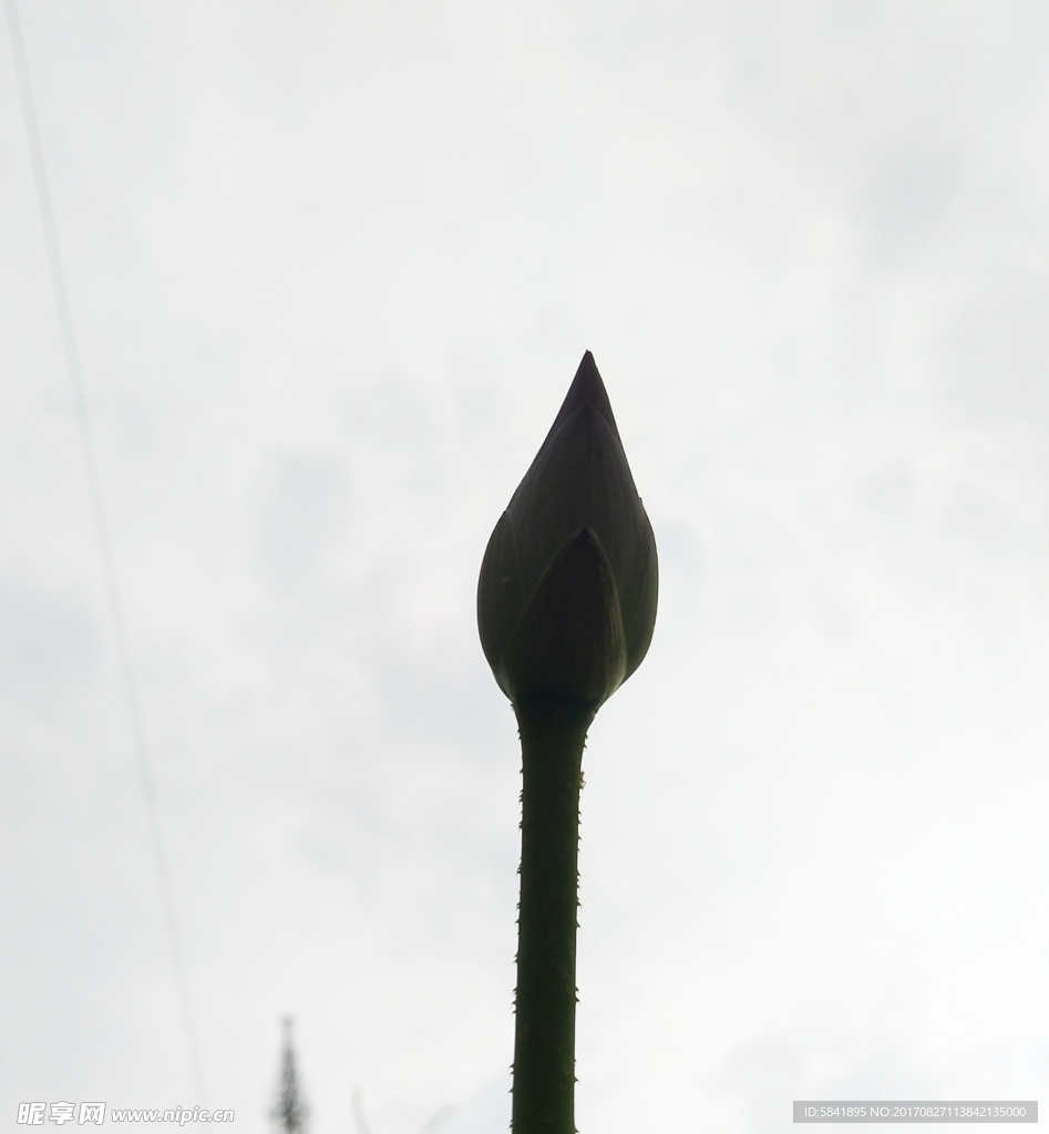 花苞
