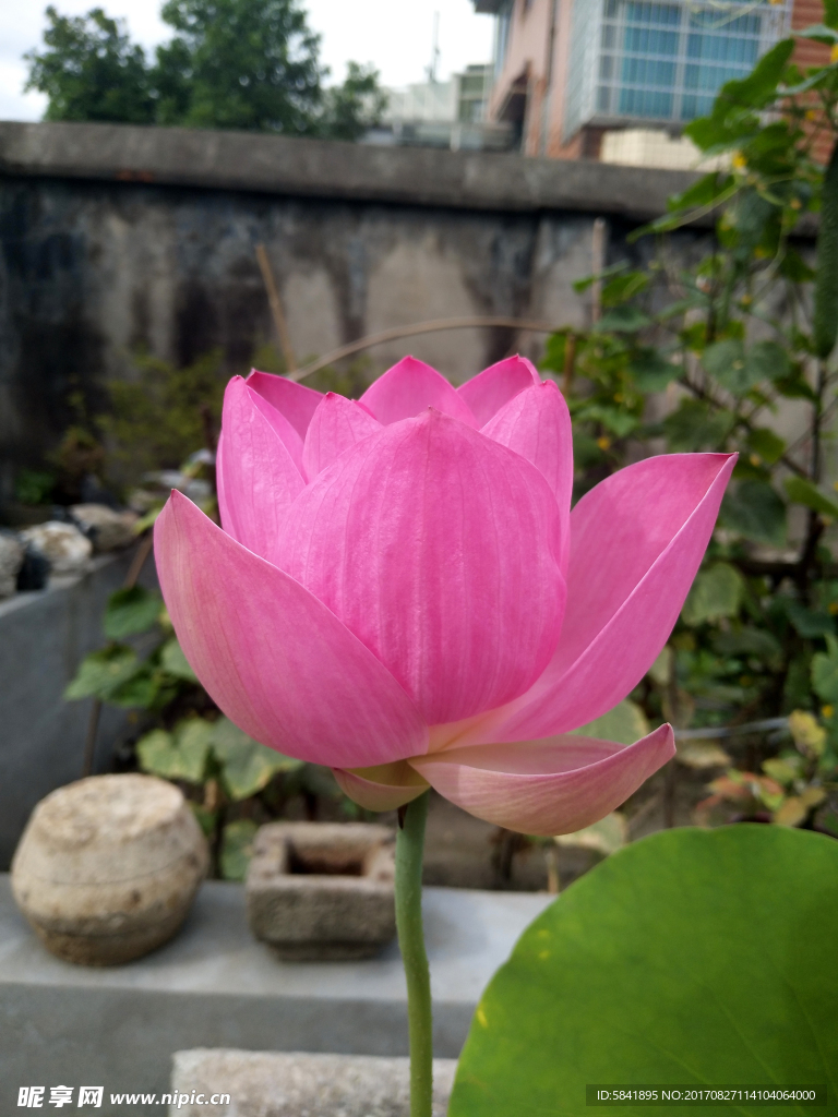 荷花