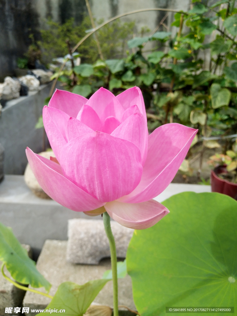 荷花
