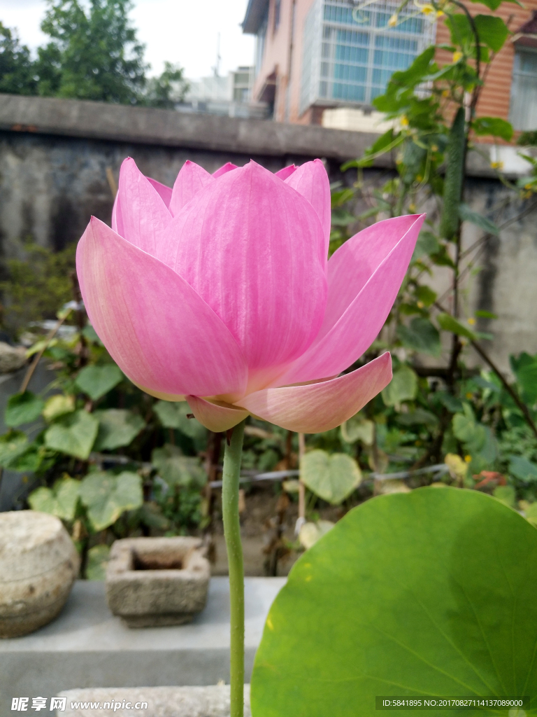 荷花