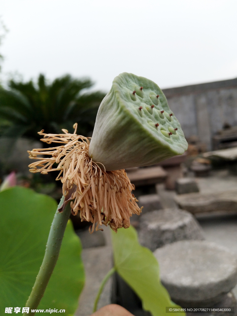 莲蓬