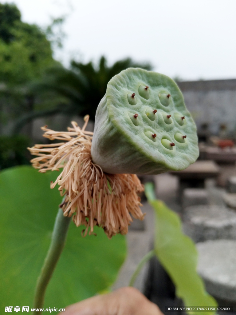 莲蓬
