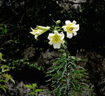 中草药图谱    野百合
