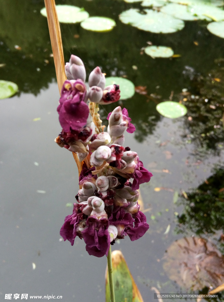 花植
