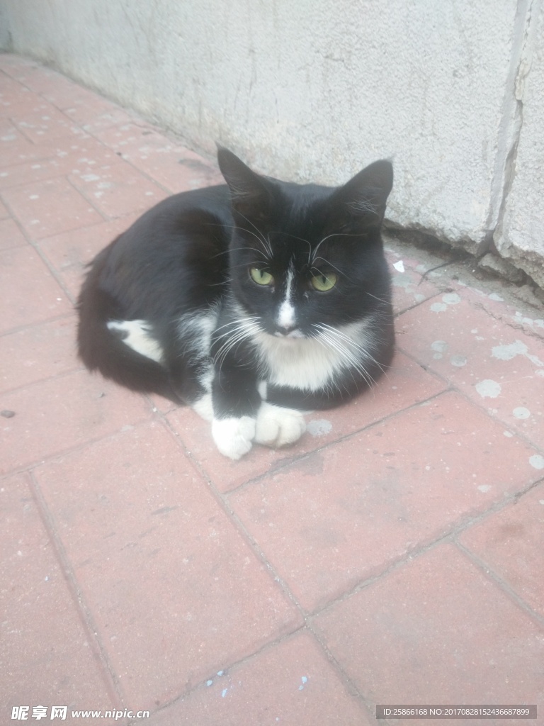 猫