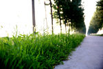 路边野草