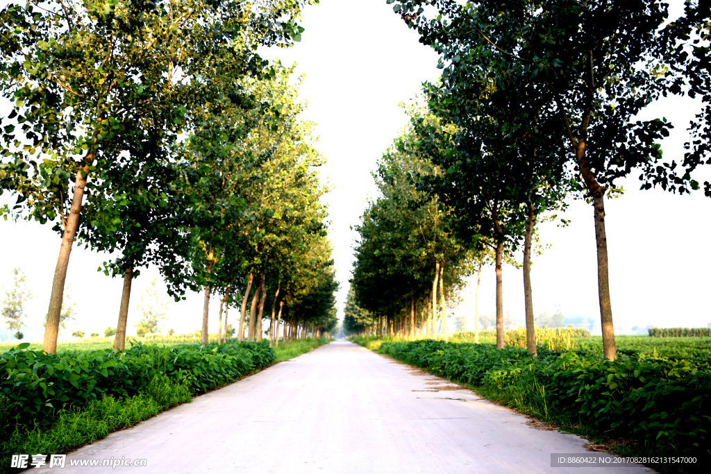 路边草木风景