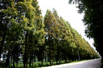 乡村公路风景