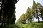 河边绿化