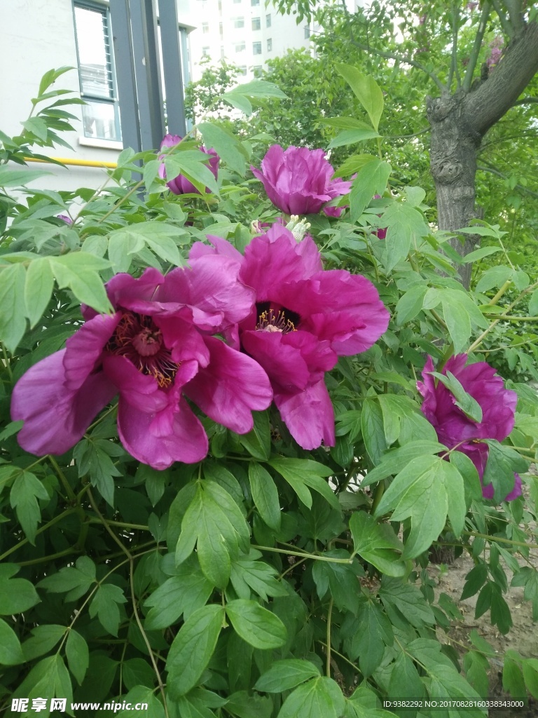 红牡丹花 粉牡丹