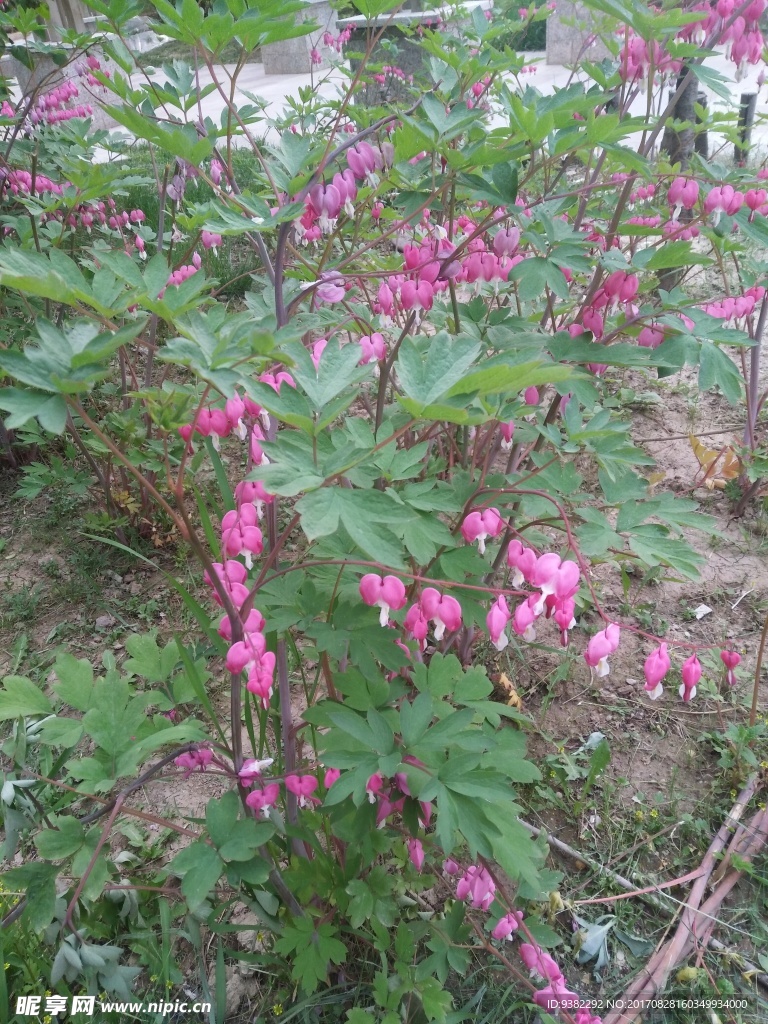 铃兰花