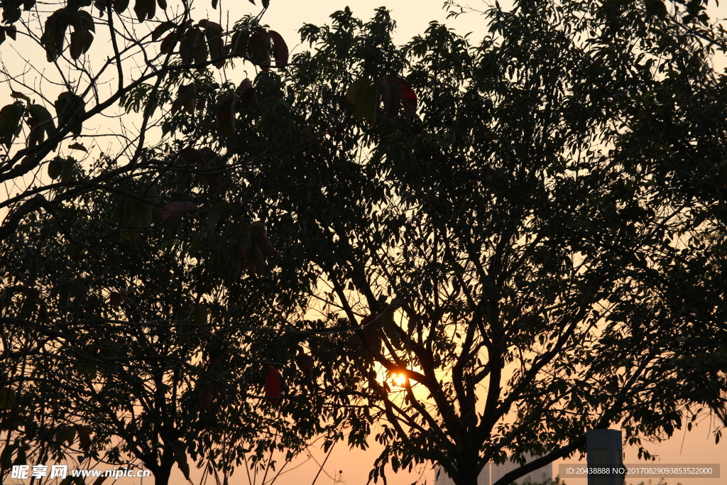 夕阳