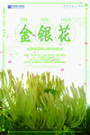 简洁风格金银花医疗海报